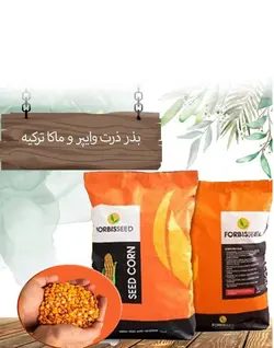 بذر ذرت ماکا ترکیه