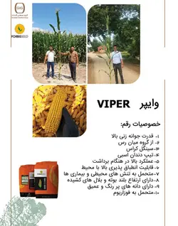 بذر ذرت وایپر ترکیه
