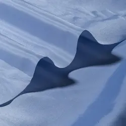 آستر رویال ژاپن 446