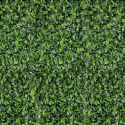 فنس برگ پرتغالی عرض 1.5 متر | گرین وال رولی | دیوار سبز رولی