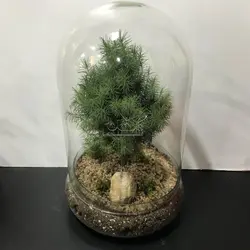 تراریوم کاج کونیکا