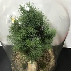 تراریوم کاج کونیکا