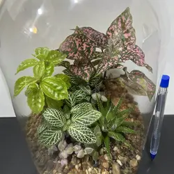 تراریوم مدل لیلیوم بزرگ