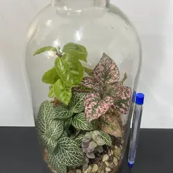 تراریوم مدل لیلیوم کوچک