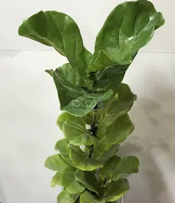 فیکوس آفریقایی (لیراتا)