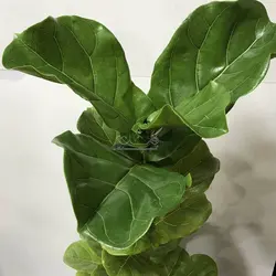 فیکوس آفریقایی (لیراتا)