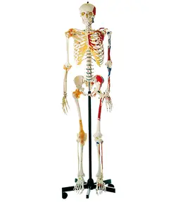 مولاژ اسکلت بدن انسان (رنگی)
