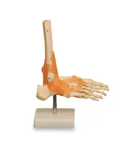 مولاژ اسکلت مچ پا