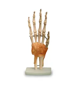 مولاژ اسکلت مچ دست