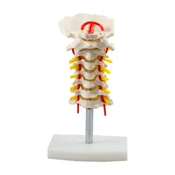 مولاژ اسکلت مهره های گردن