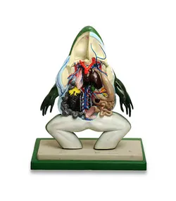 مولاژ تشریحی قورباغه