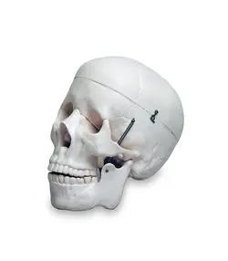 مولاژ جمجمه انسان