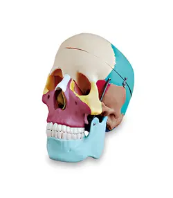 مولاژ جمجمه انسان رنگی