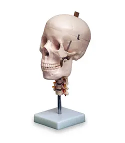 مولاژ جمجمه انسان(  مهره های گردن )