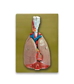 مولاژ دستگاه تنفس