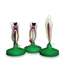 مولاژ دندان (3عددی)