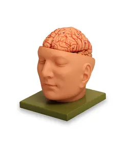 مولاژ سر با نمایش مغز