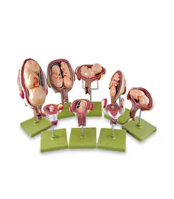 مولاژ سری مراحل بارداری