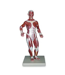 مولاژ عضلات بدن انسان 1/3