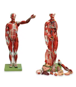 مولاژ عضلات بدن انسان(27 قسمتی)