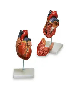 مولاژ قلب انسان
