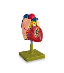 مولاژ قلب انسان
