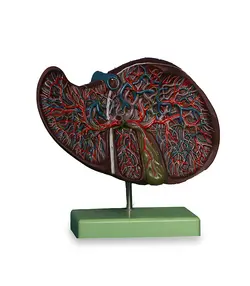 مولاژ کبد انسان