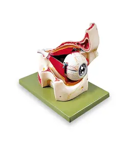 مولاژ کره چشم (با نمایش ماهیچه ها )