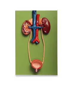 مولاژ کلیه و دفع ادرار