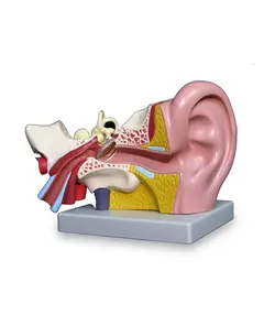 مولاژ گوش انسان