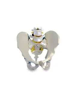 مولاژ لگن خاصره با دو مهره تحتانی