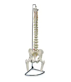 مولاژ لگن خاصره و ستون فقرات