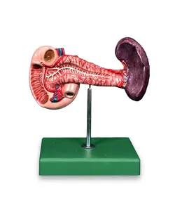 مولاژ لوزالمعده و طحال