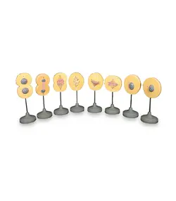 مولاژ مدل میتوز(8 قسمتی)