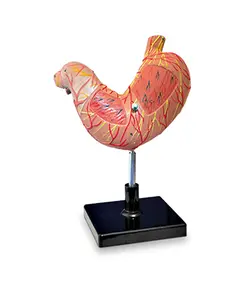 مولاژ معده انسان