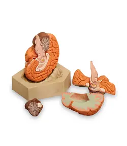 مولاژ مغز انسان (4قسمتی)