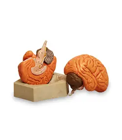 مولاژ مغز انسان (دو قسمتی )