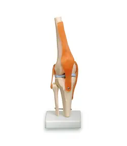 مولاژ مفصل زانو