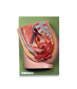 مولاژ مقطع لگن خاصره زن