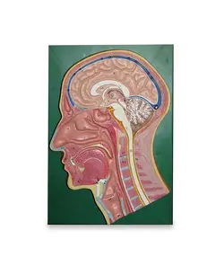 مولاژ مقطع سر