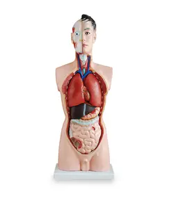 مولاژ نیم تنه انسان