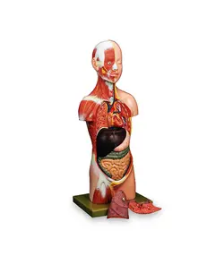 مولاژ نیم تنه انسان ( با نمایش عضلات)