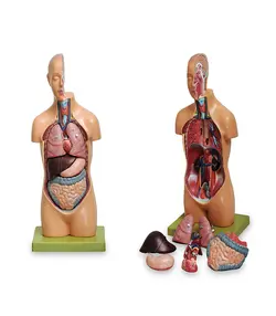 مولاژ نیم تنه انسان (11 قسمتی )