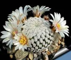 بذر سولیسیا | آرتا کاکتوس