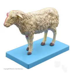 مولاژ آناتومی گوسفند