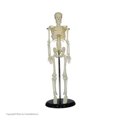 مولاژ اسکلت بدن انسان ساده