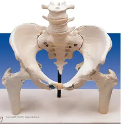 مولاژ اسکلت لگن خاصره