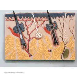 مولاژ پوست مقطع میکروسکوپی(دیواری)