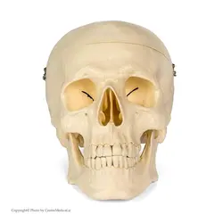 مولاژ جمجمه انسان