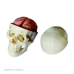 مولاژ جمجمه انسان